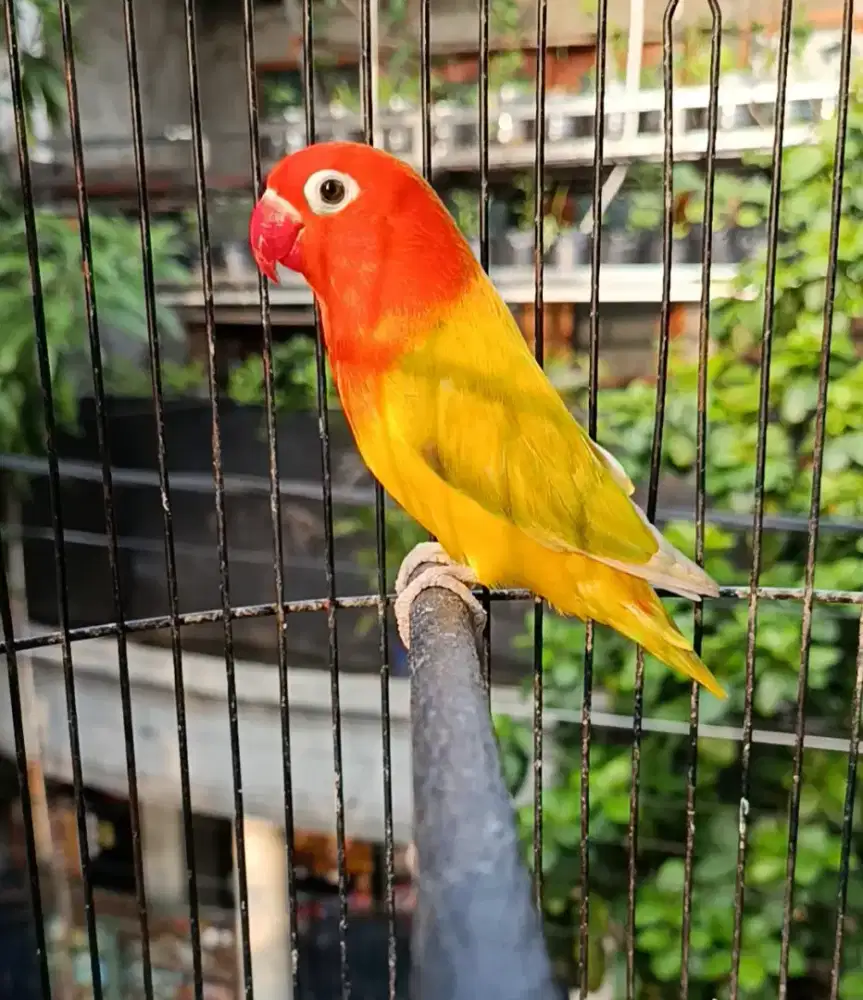 Lovebird Biola Pastel