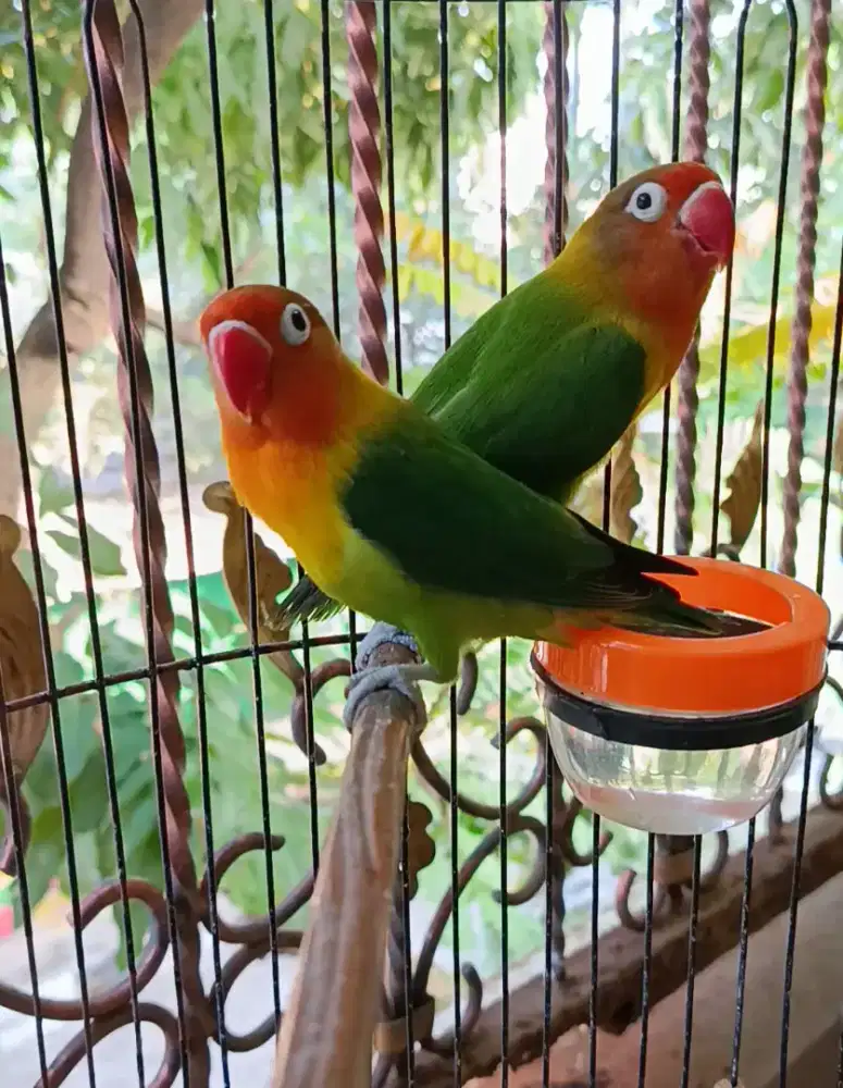 Lovebird Green Poss YF Indukan