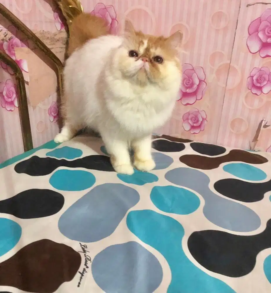 Kucing Peaknose Jantan LH Good Anatomy