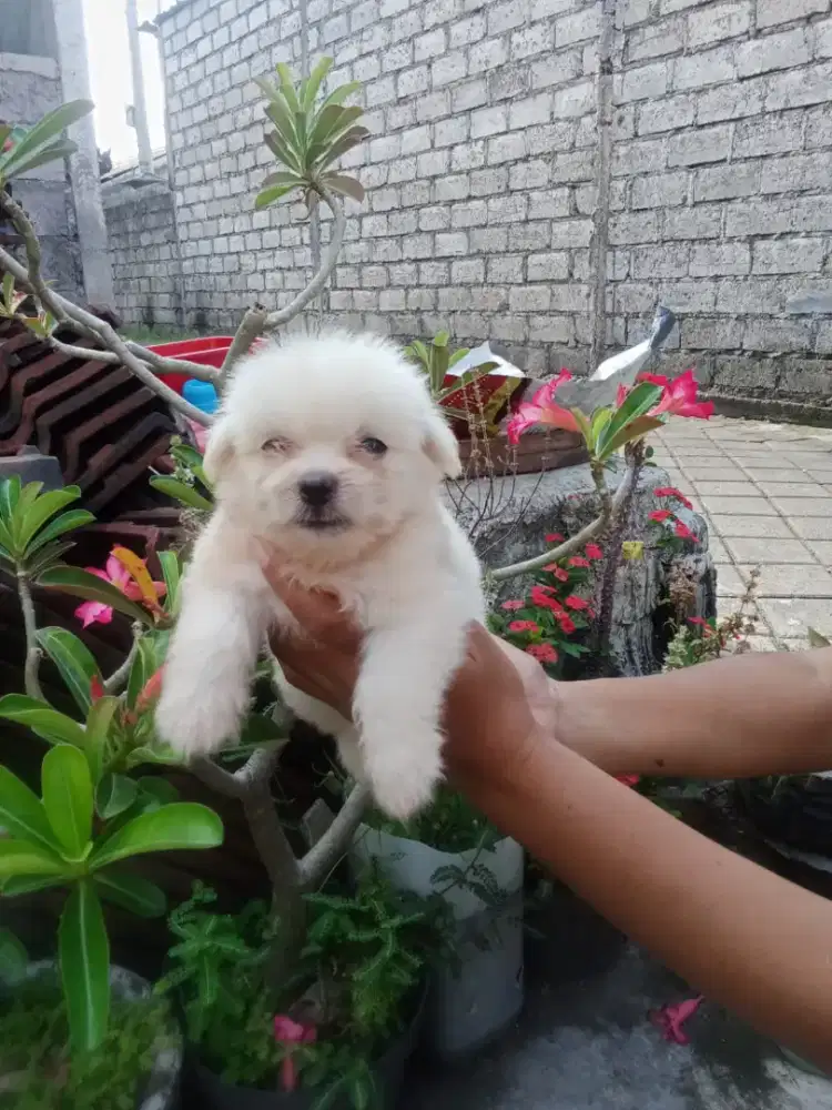 Maltipo usia 1,5 bln  obat cacing ok