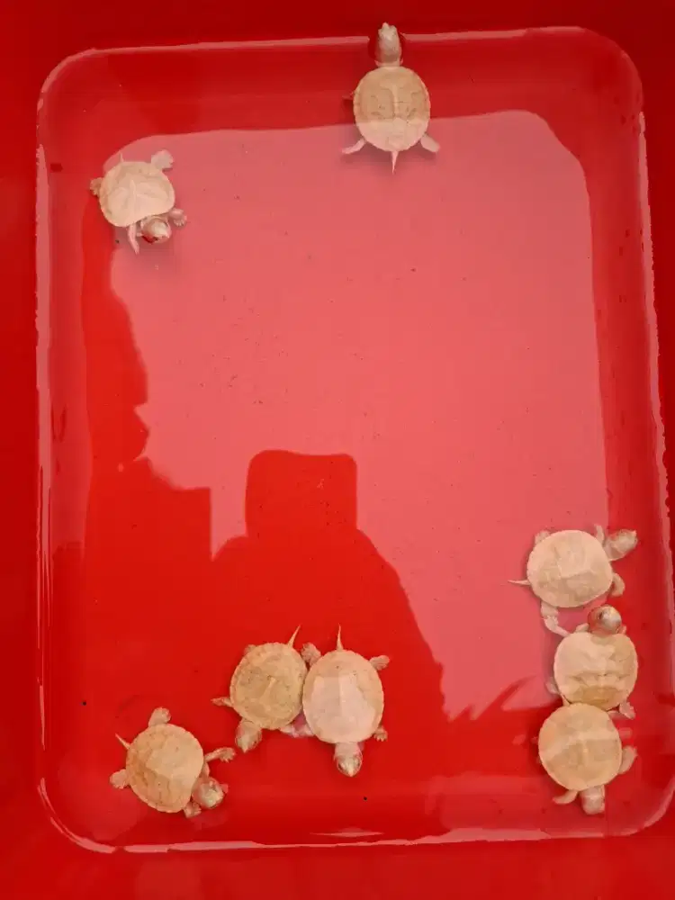 Kura - kura res albino