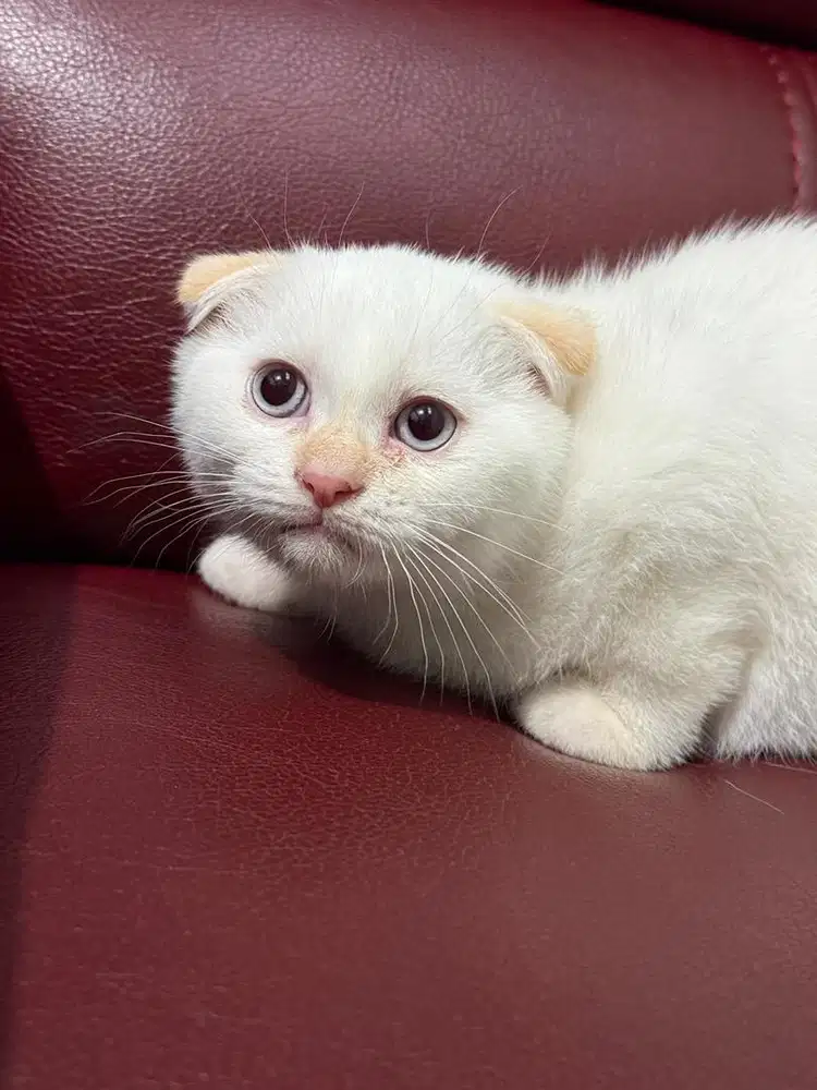 Scottish fold jantan