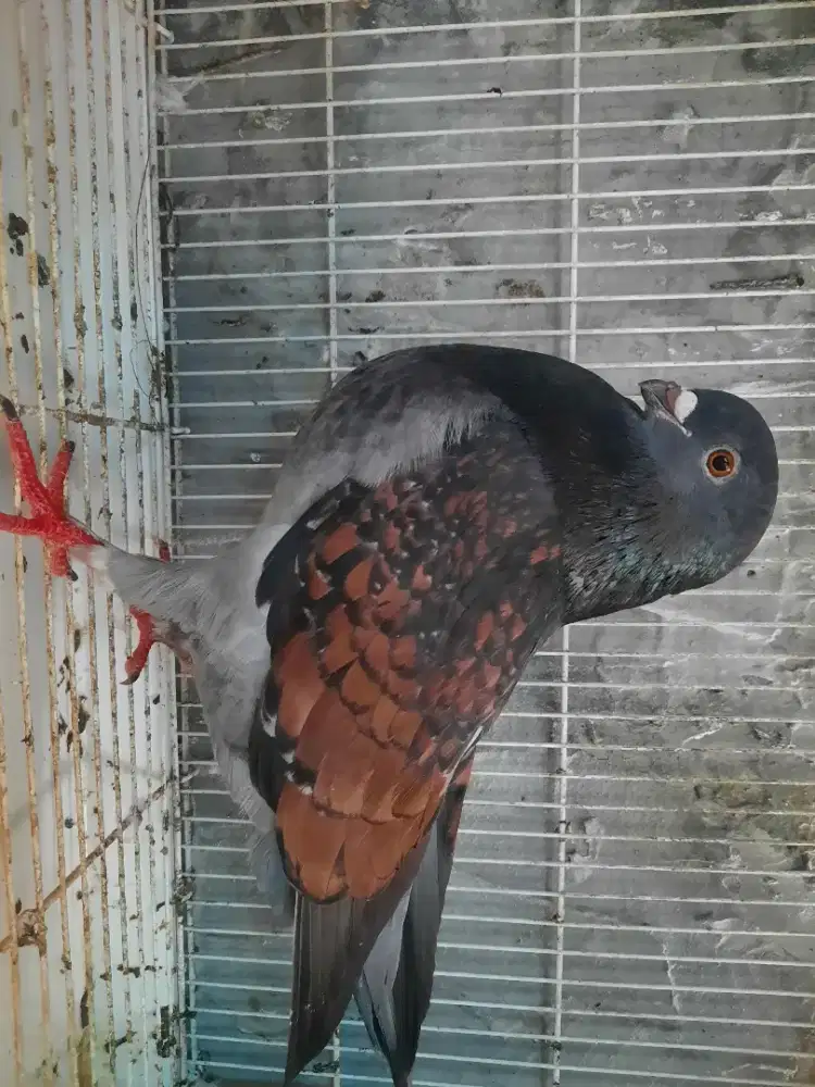 Merpati hias bandung