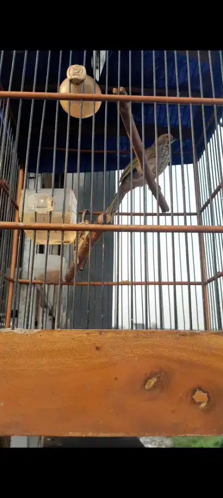 Cucak rowo mapan siap ternak