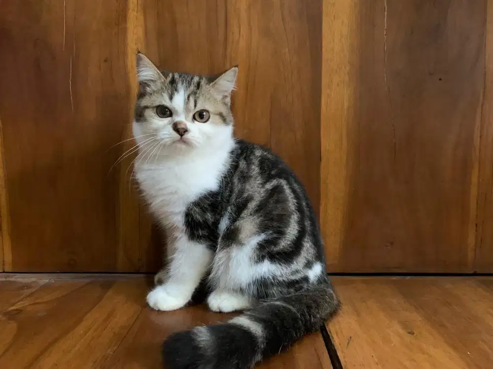 Ready for adopt persia exo, jantan 4 bulan