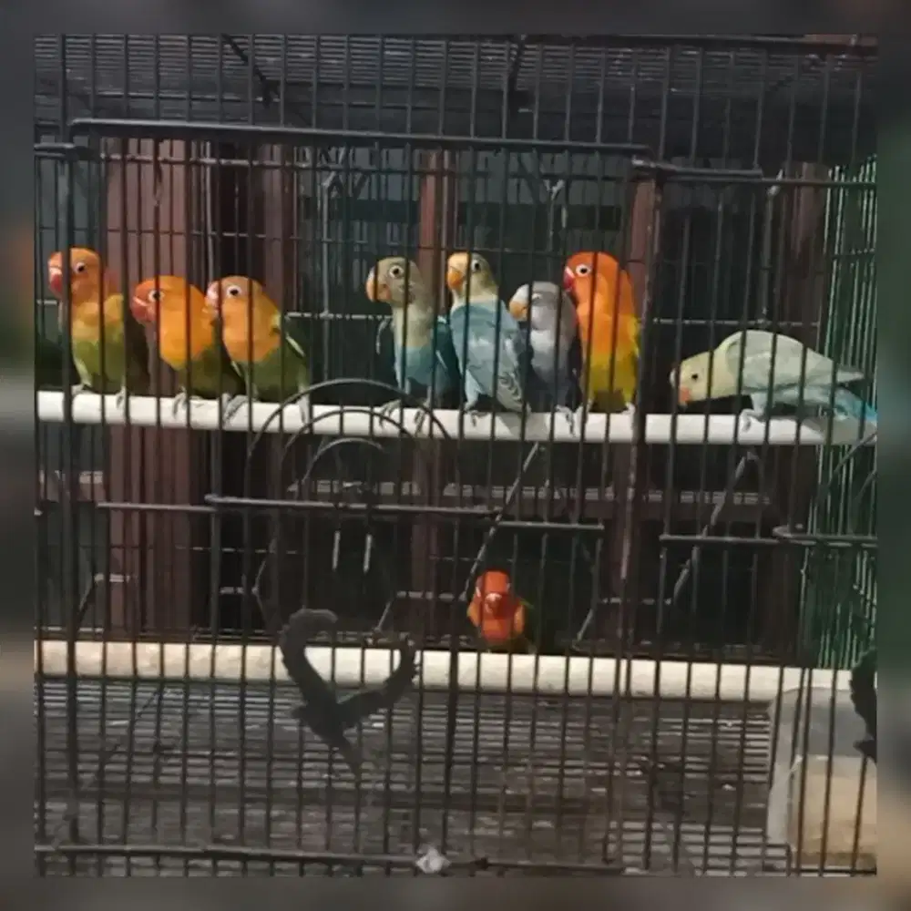 Lb biola warna macan banyak pilihan