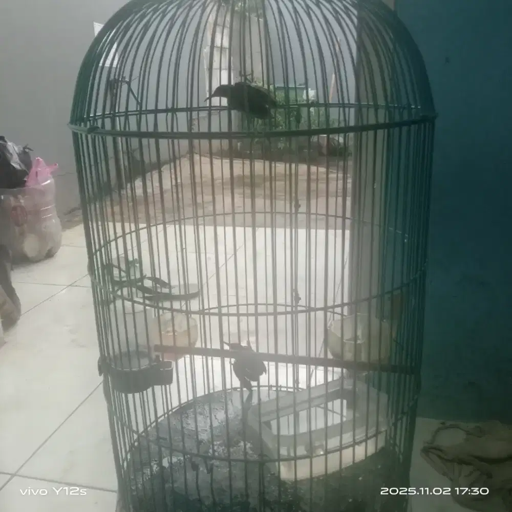 Jual 2 burung  korlap muda ijoan bahan full sef