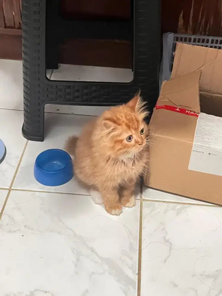 KITTEN PERSIA ORANGE JANTAN