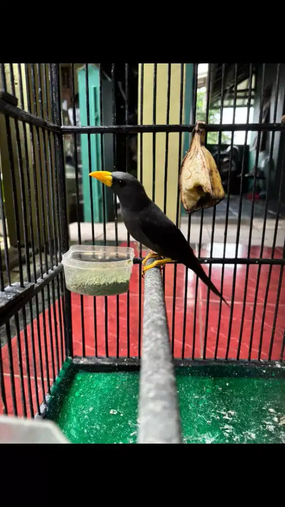 Jalak Rio-Rio Plus Kandang