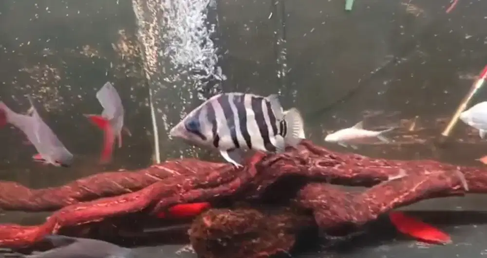 Datz Sumatra uk 4 Jarian