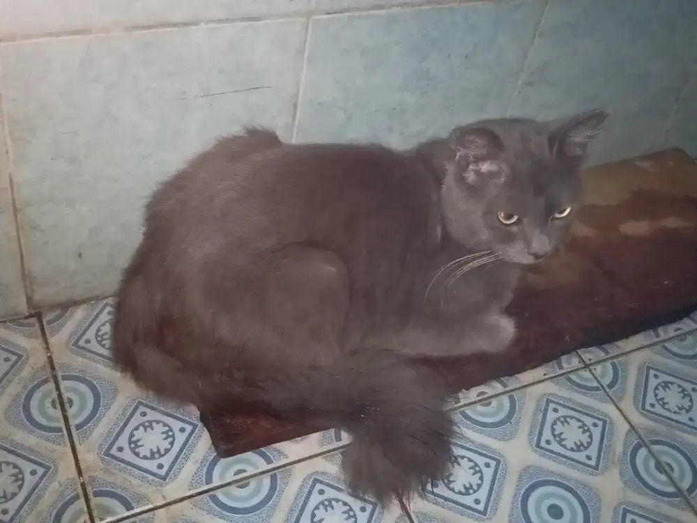 Kucing Persia jantan