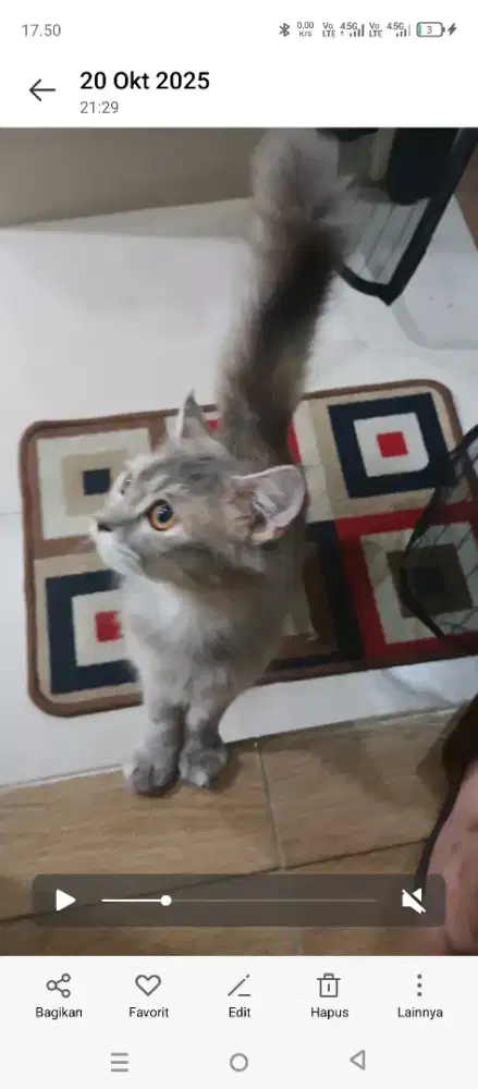 Adopsi kucing lucu dan sehat