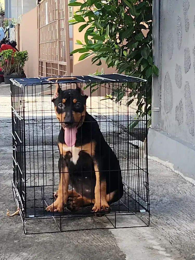 The best quality american bully rare colour