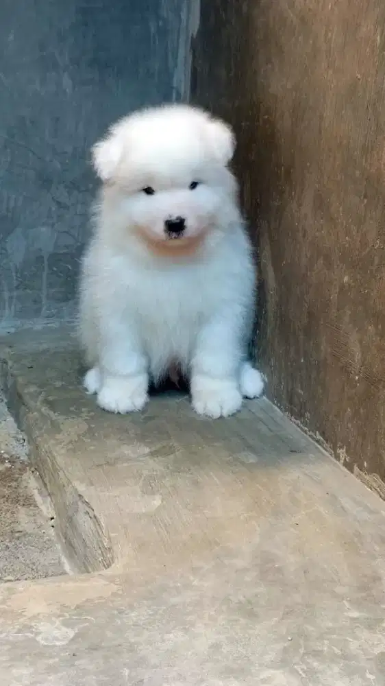 SAMOYED PUPPY JANTAN
