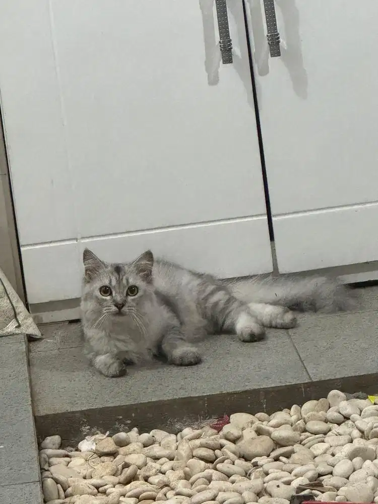 Open adob kucing norwegian x bigbon terawat