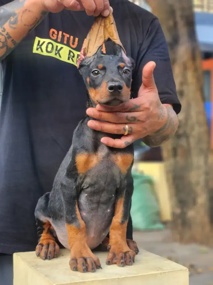 1male jumbo size import x import