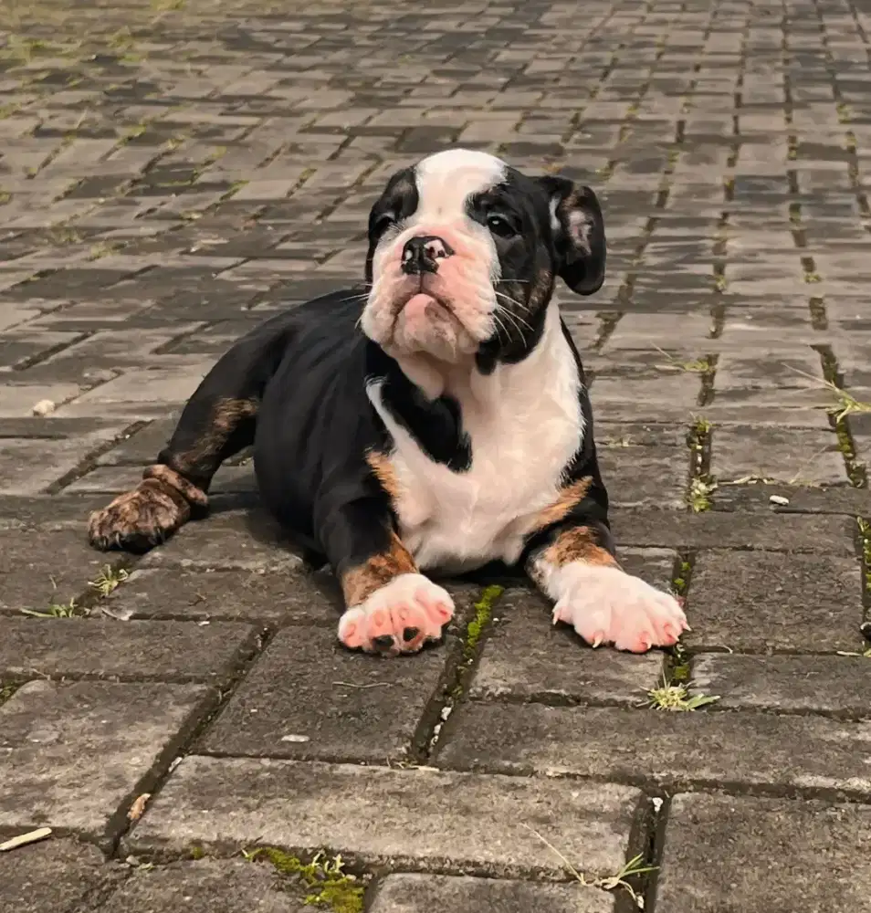 ENGLISH BULLDOG BETINA TRICO PUPPY