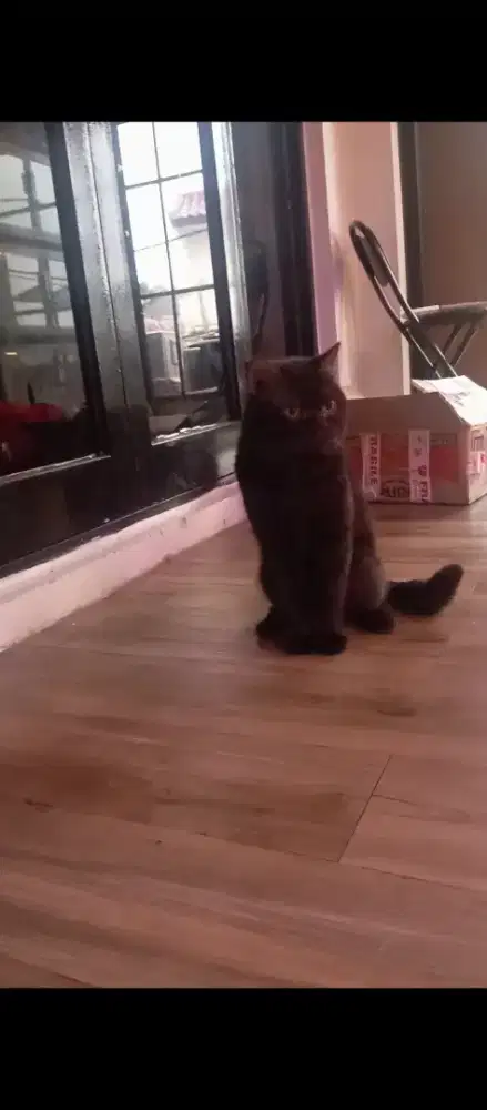 BSH drak coco line cinnamon jantan