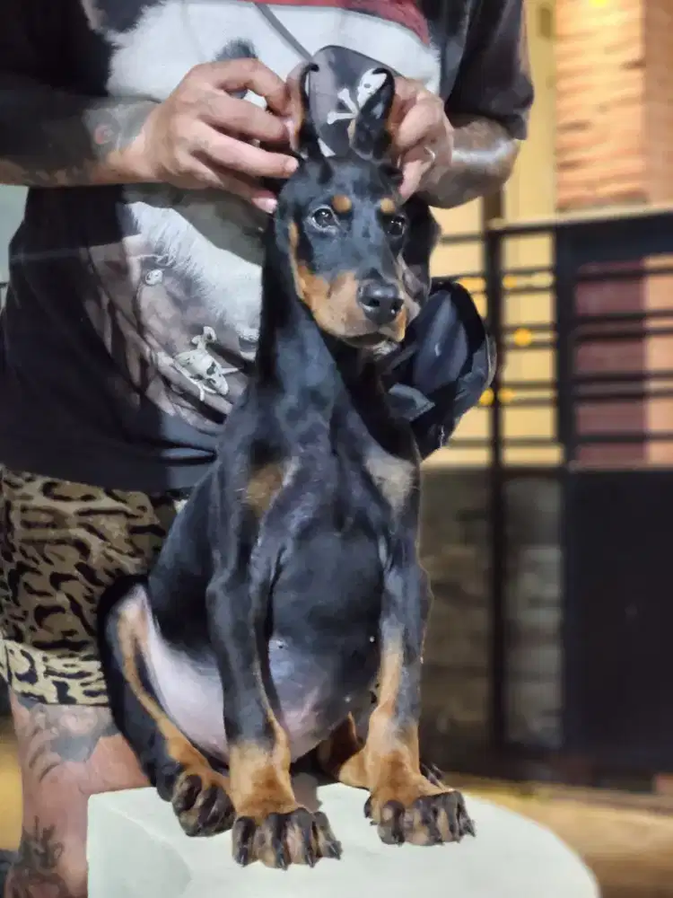 Hanya 1 di indonesia bloodline ini