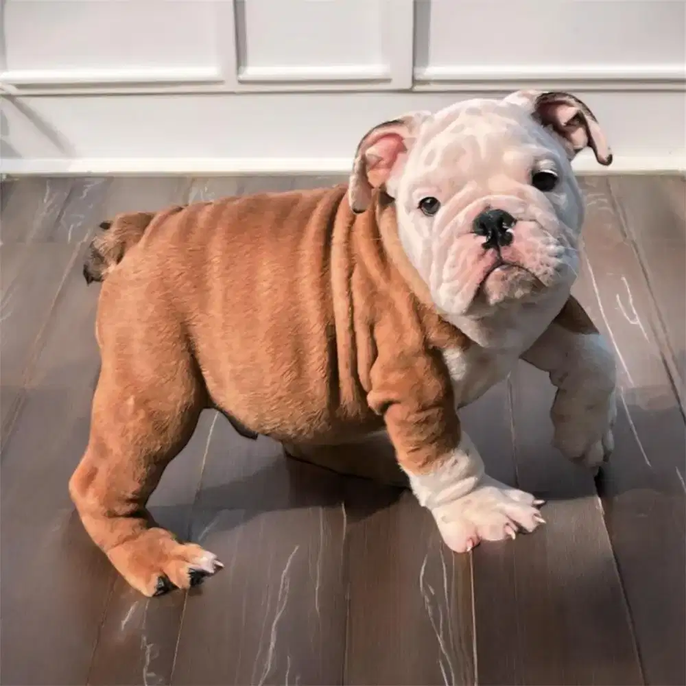 ENGLISH BULLDOG PUPPY JANTAN