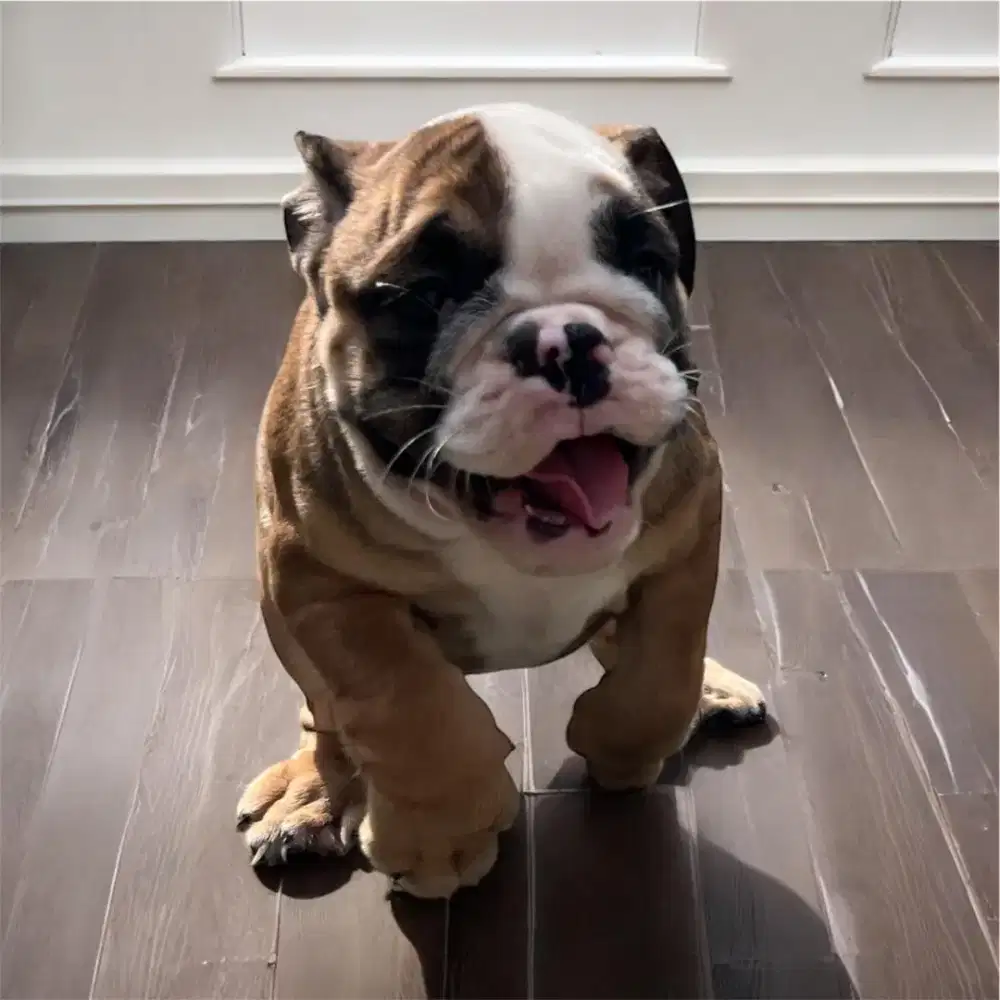 ENGLISH BULLDOG PUPPY BETINA
