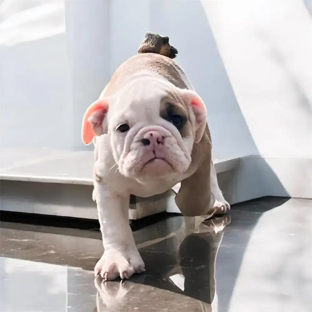 ENGLISH BULLDOG PUPPY BETINA