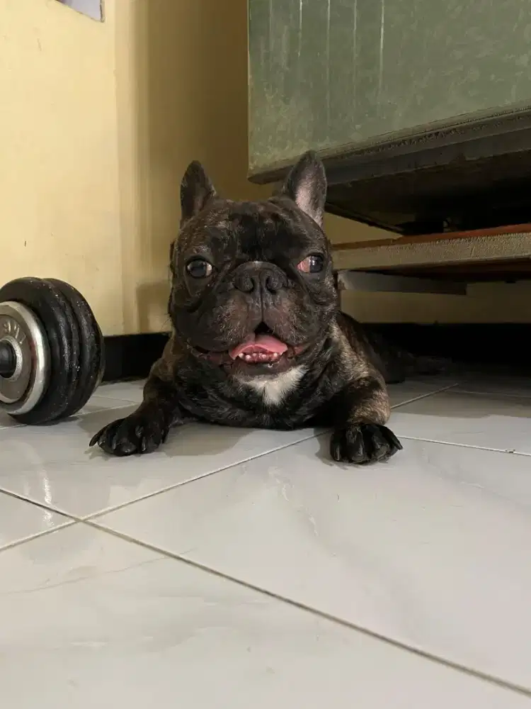 French bulldog jasa stud pacak