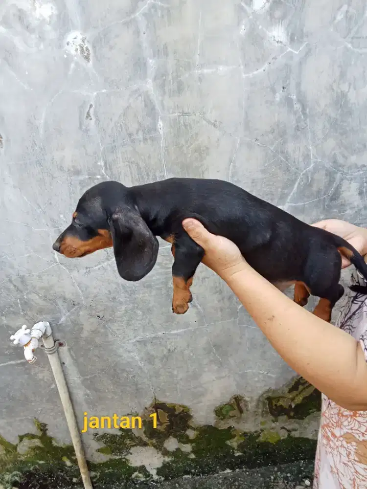 Anjing Tekel / Dachsund