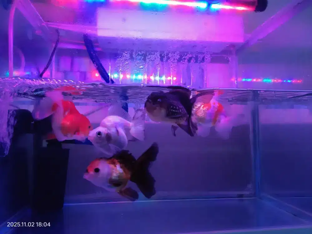 Jual ikan borongin aja deh , edisi bosen