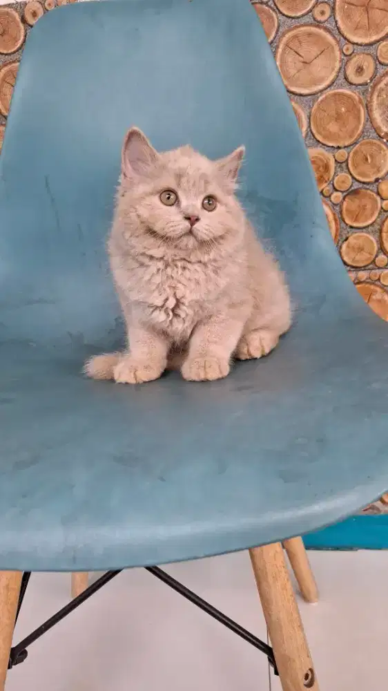 British longhair jantan 2 bulan.parent ped wcf