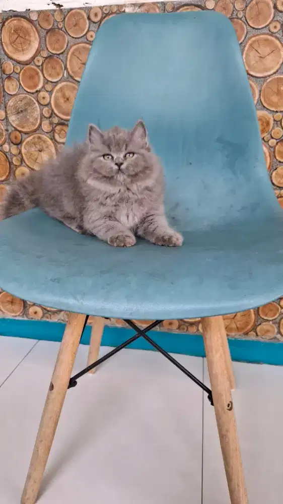 British longhair jantan 2 bulan parent ped wcf