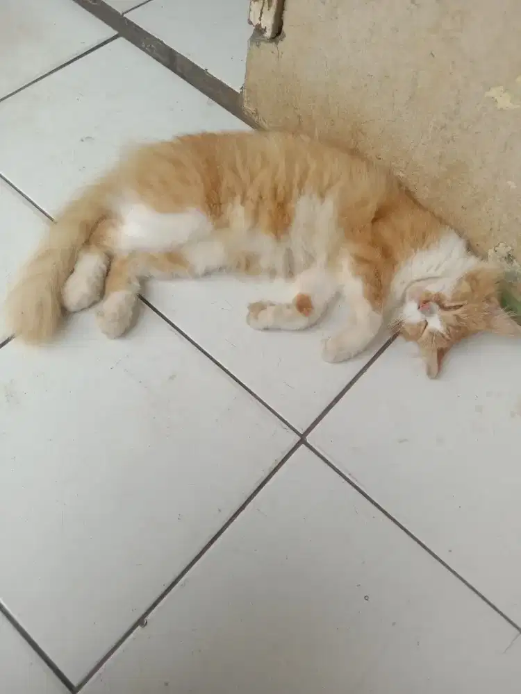 KUCING PERSIA BETINA