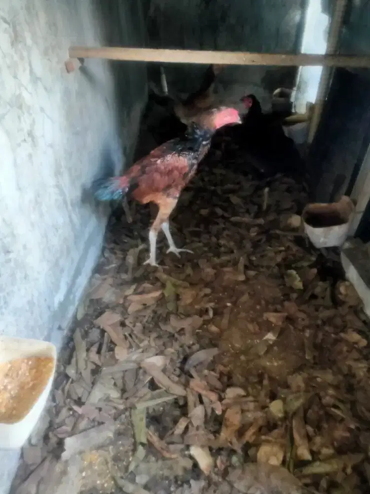 Ayam Bangkok murah cuma 100.000