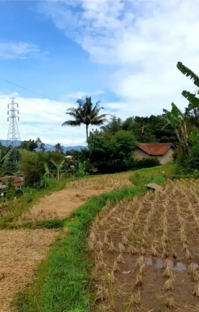 Jual Tanah sawah