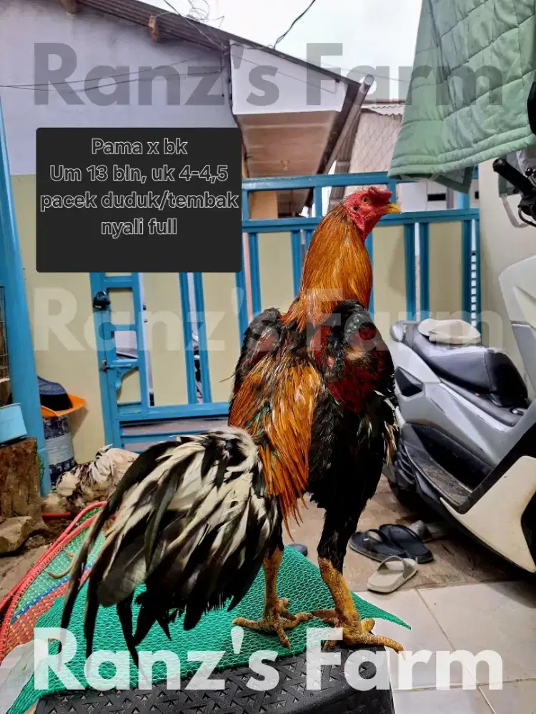 Ayam bangkok pama x clasik