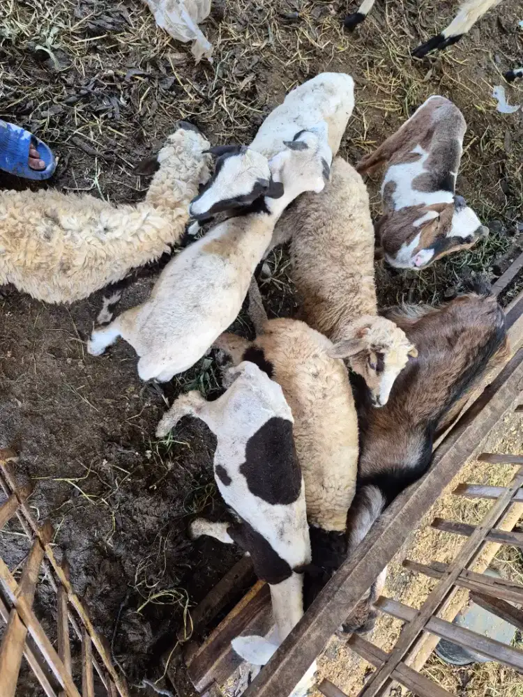 AR RIZQI FARM Jual Domba Aqiqah/Qurban