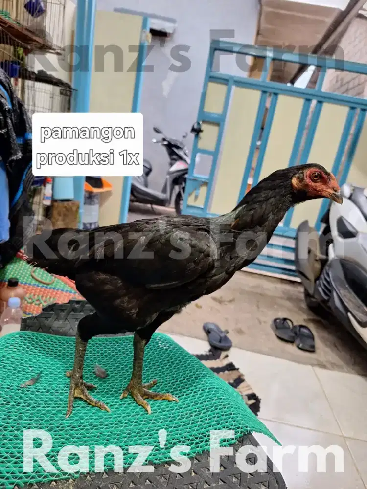 Ayam bangkok betina pamangon