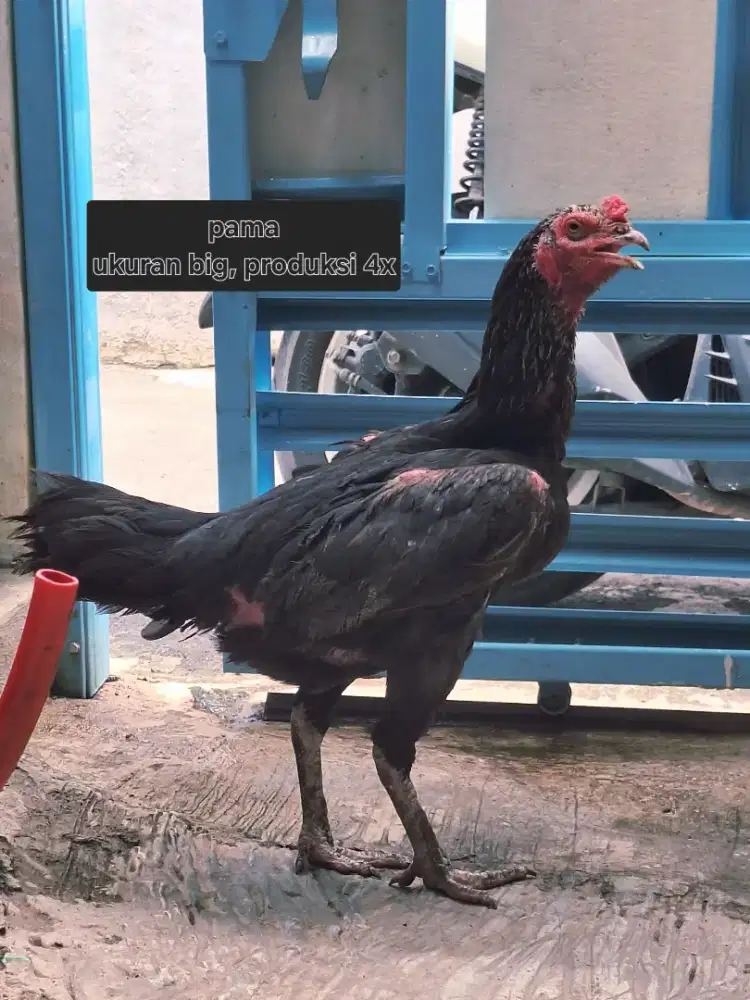 Ayam bangkok betina pama