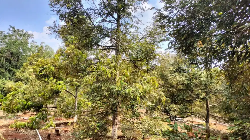 Jual kebun durian siap panen lokasi Ngadirojo luas 1,5Hektar hrg 1,7M