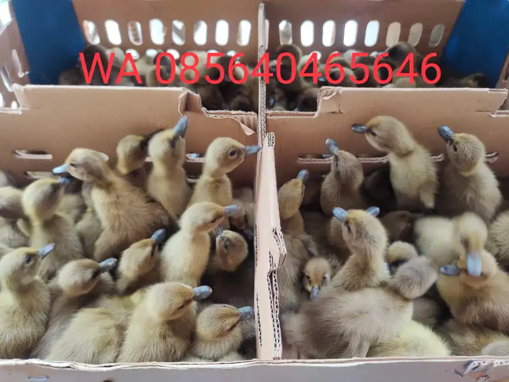 Bebek pejantan dan peking