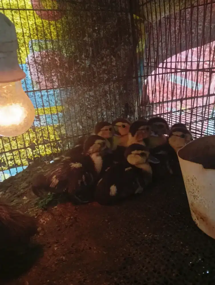 Anak entok atau pitik