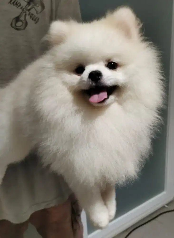 Pomeranian jantan white 1 thn istimewa