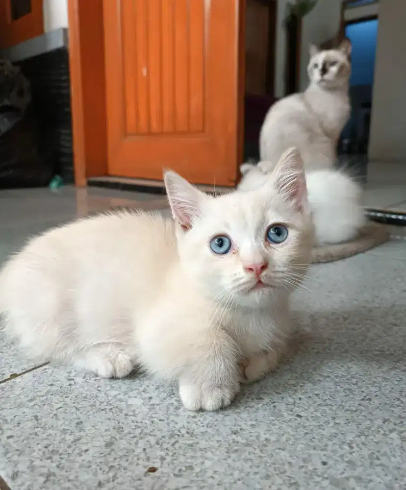 Kucing Munchkin Gaelic cebol Munckin BSH scottish British short hair