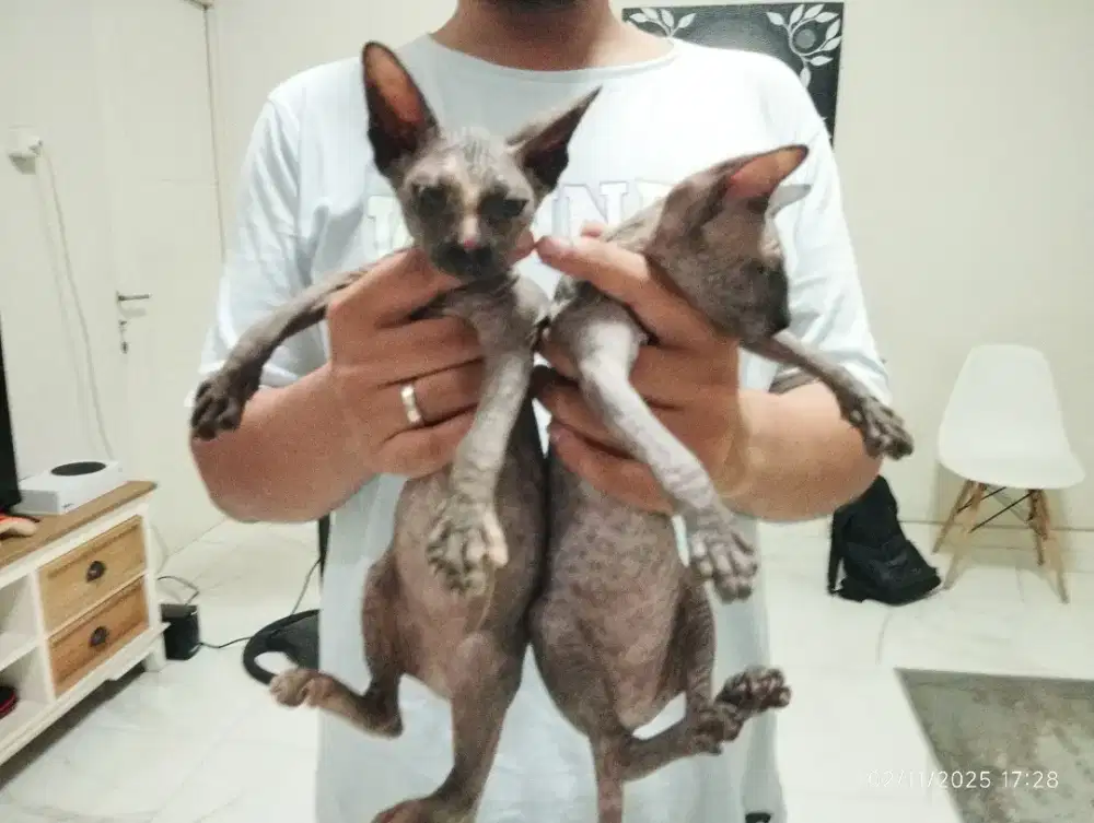 Jual Sphynx umur 3