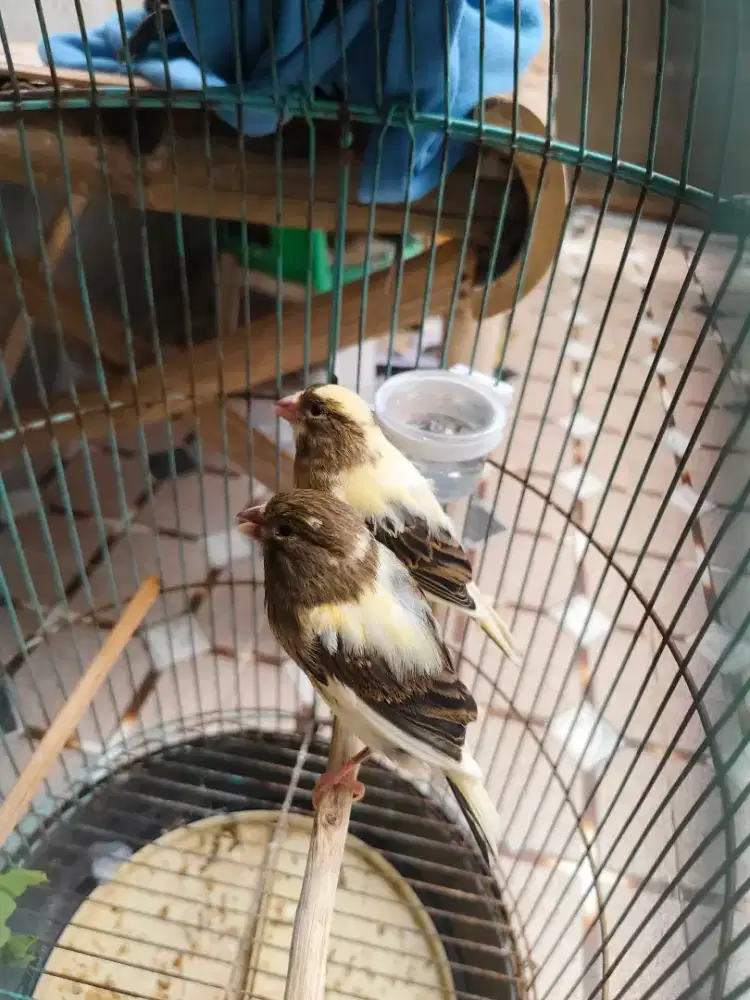 Kenari af paud warna cerah