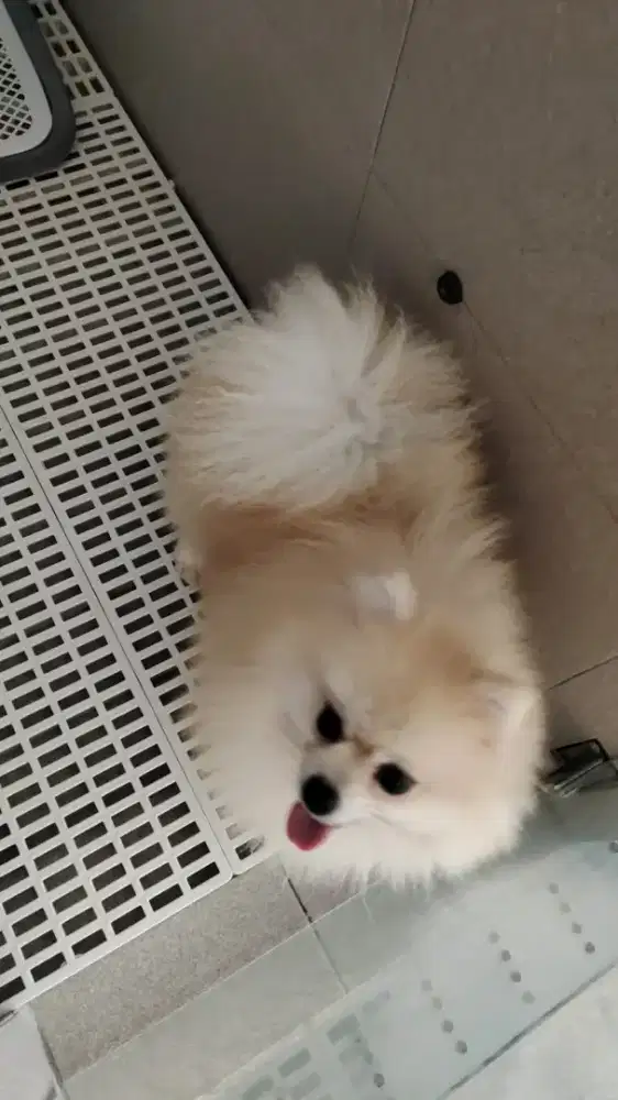 Pomeranian mini jantan cream 1.5th
