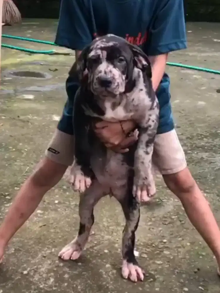 puppies pitbull merle blood import thai