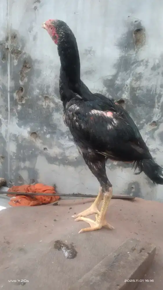 Ayam bangkok anakan bagus