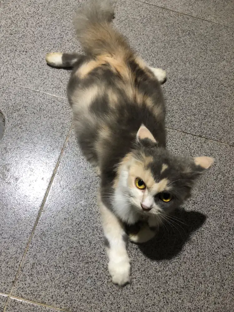 Kucing Persia Calico Betina