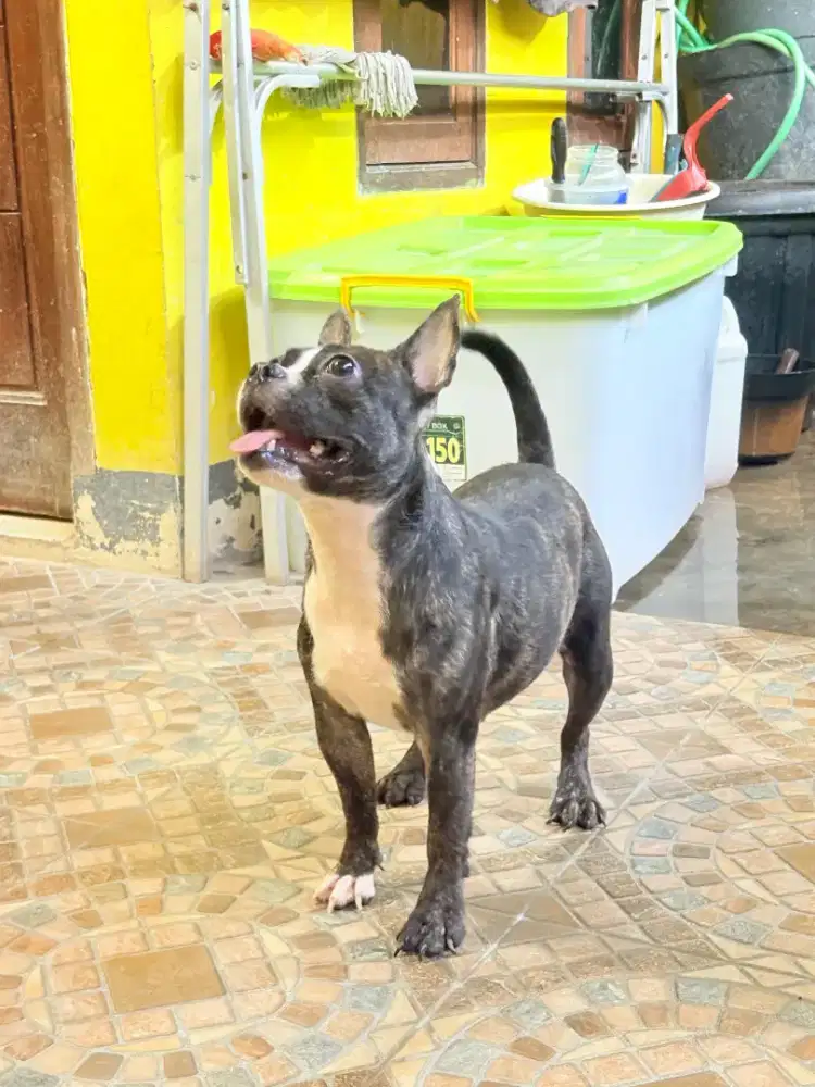 Jual anjing American bully